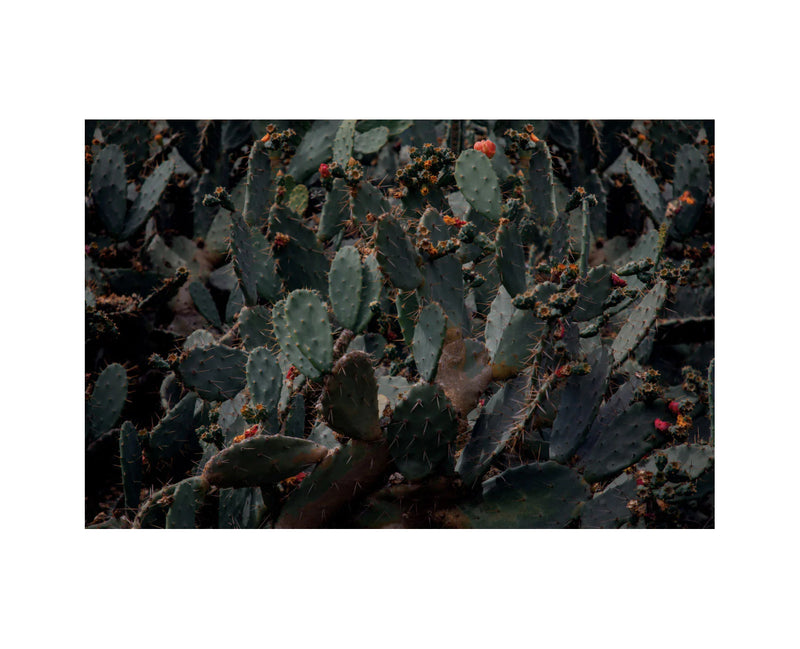 Cactus Flowers - Oversized Wool Scarf